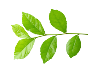 Green leaves isolated over a white background