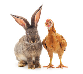 Fototapeta premium Gray rabbit with brown chickens.