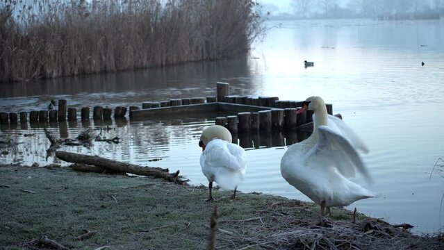 Cigni in riva al lago 