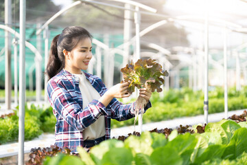 Asian woman growing lettuce vegetable in hydroponic greenhouse small business agriculture farm. Male gardening owner proudly produce organic plantation healthy salad, vegetarian food in urban garden