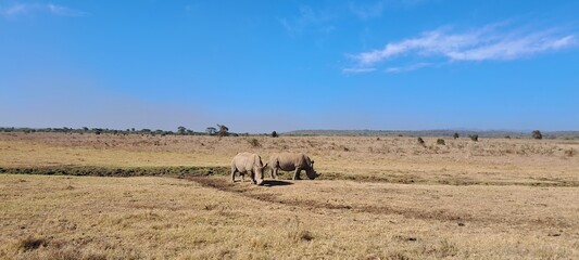 Rinoceronti nella savana