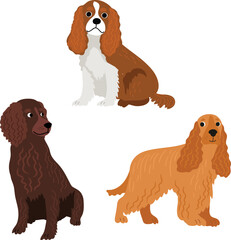 
A set of vector dogs. Spaniel breed - 566622236