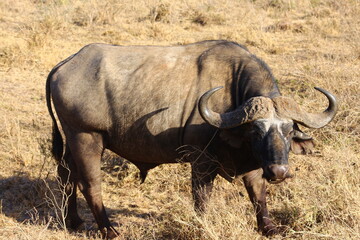 Bufalo africano