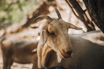 Brown goat in the mountain. Sierra de Cazorla, Jaen, Spain