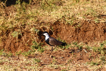 Pavoncella