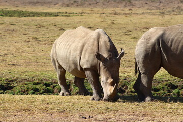 Rinoceronti pascolando
