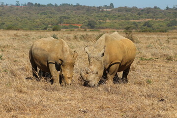 Obraz premium Rinoceronti pascolando