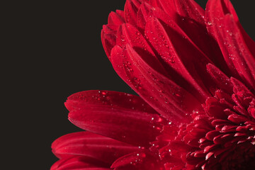 Red flower with water drops