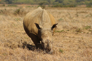 Rinoceronte pascolando