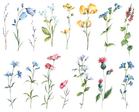 Collection of detailed watercolor hand painted wildflowers on white background. Spring and summer blooming plants clip art