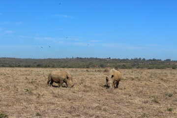 Rinoceronti pascolando