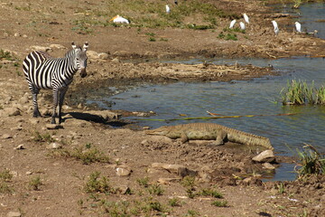 Zebra e coccodrillo