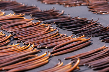Drying Bourbon Vanilla by sunlight after harvesting before baked dried in a pine box for a fragrant aroma	