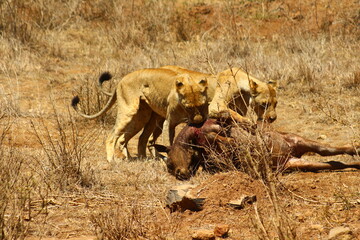 Lioness hunting buffalo