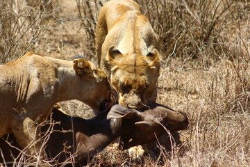 Lioness hunting buffalo
