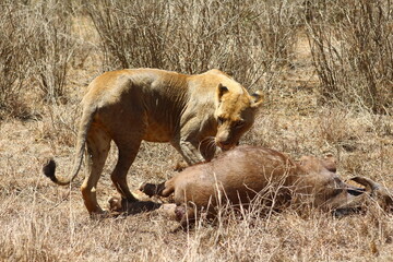 Lioness hunting buffalo