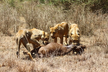 Lioness hunting buffalo
