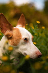 Brown and white dog