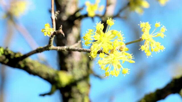 Lindera obtusiloba swinging in garden illuminated by sun against blue sky. Yellow petals swaying in light wind and attracting insects