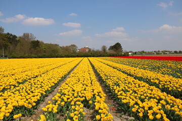 Tulpenfeld in gelb und rot in Holland