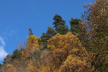 Fototapeta na wymiar Autumn trees in the forest top with blue sky
