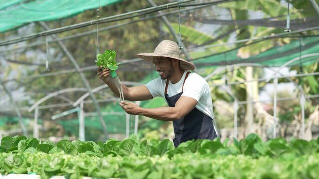 Asian male farmer cultivates nutrition organic salad vegetables on hydroponic farm for healthy people.