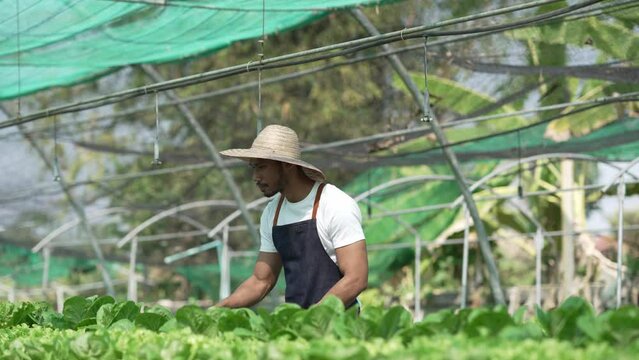 Asian male farmer cultivates nutrition organic salad vegetables on hydroponic farm for healthy people.