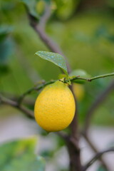 Citrus tree