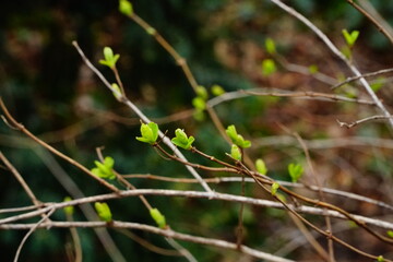 First green leaves on a tree branch