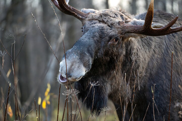 Close up of bull moose with big horns and open mouth in bushes in National Park Elk Island in...