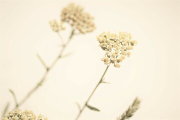 Natural background with yarrow flowers on beige wall