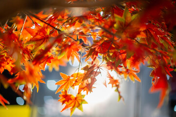 Abstract background of autumn leaves ,It's a beautiful orange color according to the seasons of nature.