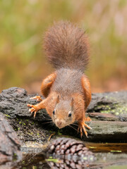 Ecureuil roux