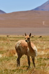 vikunja in front of Volcano Atacama Desert Chile South America