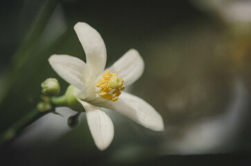 lemon flower