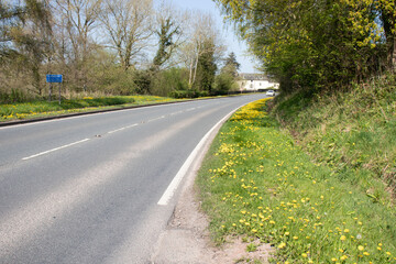 Fototapeta na wymiar Dandelions by the roadside.