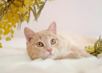 Portrait of charming red cat in yellow flowers. Cozy spring morning at home. Cat surrounded by flowers on sunny spring day. Selective focus