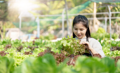 Young Asian farmer pretty girl working in vegetables hydroponic farm with happiness. She is looking and using hands check the quality of green oaks. Seen from the side. Business of healthy food.