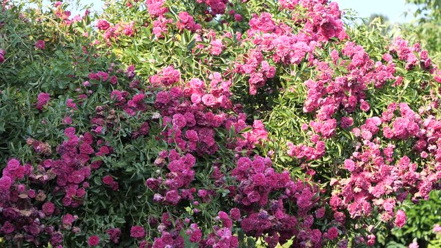 Beautiful roses garden, many pink flowers