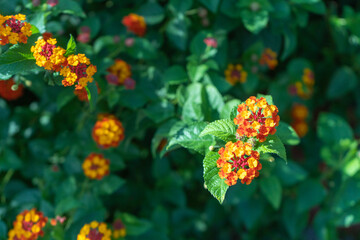 夏の花壇に賑やかに咲くランタナ