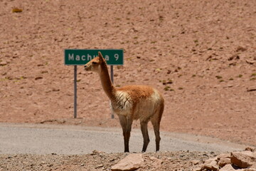 vikunja on Road in Atacama Desert Chile South America