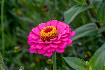 Obraz premium Pink Zinnia Flower Blooming In The Garden In September