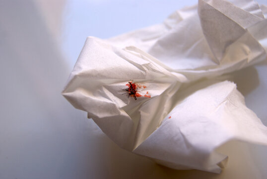 Dead mosquito with blood on a white paper