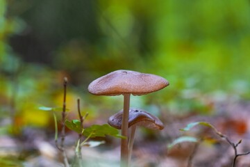 Wild mushroom in grass. Mushroom Hymenopellis radicata or Xerula in the birch forest.