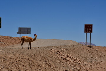 vikunja on Road in Atacama Desert Chile South America