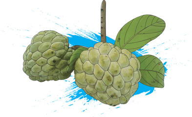 Illustration of sugar apple fruit with leaf on blue color paint background