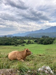 Fototapeta na wymiar Vaca en asturias