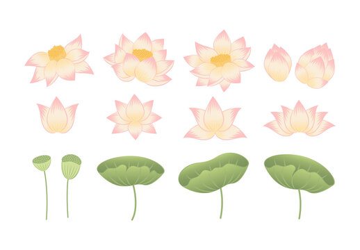 Lotus Flower Illustration Tropical Indian Asian Botanical Design Elements