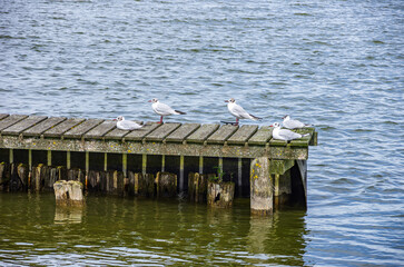 Gulls on a landing stage at Zierker See lake in Neustrelitz, Mecklenburg-Western Pomerania,...