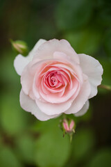 Rosa Rose